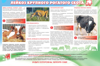Памятка: Лейкоз крупного рогатого скота