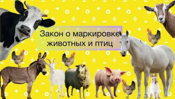 ПАМЯТКА ВЛАДЕЛЬЦУ ЖИВОТНЫХ