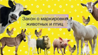 ПАМЯТКА ВЛАДЕЛЬЦУ ЖИВОТНЫХ
